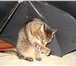 Фотография в Домашние животные Отдам даром Вынуждены отдать кота 13 лет от роду по кличке в Тамбове 0