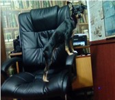 Фотография в Домашние животные Вязка собак Девочка Цверг-пинчер-ищет кабеля для случки.Рост в Саяногорск 0