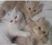 Продаются котята персы экзоты, Чуть больше месяца, ходят на горшок, елдят из миски, балдуют и ша 69636  фото в Челябинске