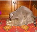 Foto в Домашние животные Услуги для животных Предлагаю для вязки британского кота голубого в Костроме 2 000