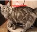 Фотография в Домашние животные Вязка Великолепный кот Мейн-кун молодой ,энергичный, в Москве 1