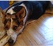 Foto в Домашние животные Потерянные Потерялась собака, 2 года, окрас черно-белый в Мытищах 1 000