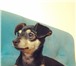 Фотография в Домашние животные Вязка собак Симпатичный красавец-мужчина, 10 месяцев, в Уфе 2 000