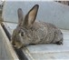 Foto в Домашние животные Другие животные Продаются кролики на племя: помесь, от 2 в Калуге 400
