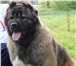 Щенки от чемпионов России, 2066217 Кавказская овчарка фото в Краснодаре