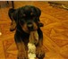 Подрощенный щенок ротвейлера 275669 Ротвейлер фото в Москве