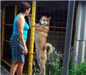 Фото в Домашние животные Вязка собак Представляем для вязки отличного кабеля породы в Краснодаре 5 000