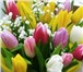 Фото в Домашние животные Растения Предлагаем большой ассортимент тюльпанов, в Судже 27