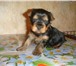 Продаётся девочка йорка мини предполагаемый вес взрослой собаки до 2кг яркого окраса с хорошей шерс 64898  фото в Москве