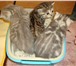 Скоттиш-страйт кошечка 217765  фото в Великом Новгороде