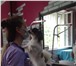 Фото в Домашние животные Услуги для животных Мы занимаеся стрижками Собак и кошек с 2007 в Москве 1 000