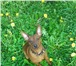 Foto в Домашние животные Вязка собак Кобель карликового пинчера ищет сучку для в Смоленске 0