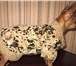 Foto в Домашние животные Товары для животных Комбинезон на флисе с болоневым покрытием в Томске 850