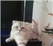 Изображение в Домашние животные Услуги для животных Вислоухий кот в полном расцвете сил, приглашает в Махачкале 1 000
