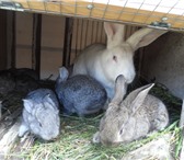 Foto в Домашние животные Грызуны Продам молодняк кроликов.Порода- белый великан,шиншилла,фландер,бабочка в Москве 500
