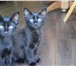 Foto в  Отдам даром-приму в дар Два воспитанных, абсолютно черных котика в Сочи 0