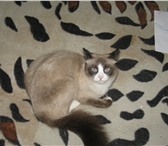 Foto в Домашние животные Вязка Симпатичная кошечка ищет кота (примерно такой в Йошкар-Оле 500