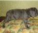 Продаются щенки Неаполитанского мастифа (мастино наполетано), Есть девочки чёрного, серого и корич 66470  фото в Жуковском