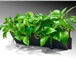 Изображение в Домашние животные Растения • Фитомодули HydroFalls• Встроенная система в Санкт-Петербурге 2 900