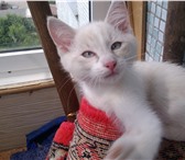 Изображение в Домашние животные Отдам даром отдам котёнка кошечку, три месяца, весёлая в Красноярске 0