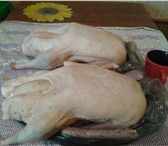 Фото в Домашние животные Птички Продаются гусиные тушки с потрахами. 330 в Оренбурге 330