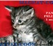 Котята Гиганты породы Мейн Кун 307819 Мейн-кун фото в Сочи