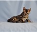 Продаю бенгальского котенка 1042423 Бенгальская фото в Северодвинске