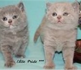 Изображение в Домашние животные Другие животные Питомник британских кошек Elite Pride г.Иваново в Костроме 15 000