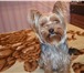 Фото в Домашние животные Вязка собак Кабель чистой породы есть -паспорт сделаны в Волгограде 5 000