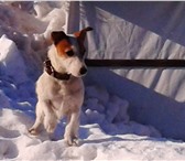 Фото в Домашние животные Вязка собак ищит девочку в Оренбурге 0