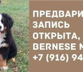 Бернский зенненхунд,   Щенки , 5221217 Бернская пастушья собака фото в Москве