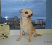 Изображение в Домашние животные Вязка собак Ищем миника кобеля чихуа-хуа для вязки.май в Пыть-Ях 0