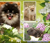 Изображение в Домашние животные Вязка собак Для вязки предлагается шикарно одетый крошечный в Москве 10 000