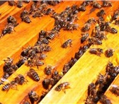 Foto в Домашние животные Другие животные Беларусь, опытный пчеловод продает часть в Брянске 5 400