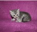 Продаю очаровательных котят 652089 Скоттиш страйт фото в Москве