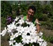 Изображение в Домашние животные Растения Клематис – это многолетняя, обильно и длительно в Новороссийске 150