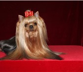 Фотография в Домашние животные Вязка собак Юный Чемпион России, Чемпион России приглашает в Москве 5 000