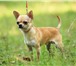 Фото в Домашние животные Вязка собак Чихуахуа предлагается для племенного использования в Зеленоград 5 000