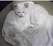 Отдам котёнка 694484 Домашняя кошка фото в Ижевске
