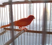 Фотография в Домашние животные Птички Молодые   здоровые   чистые птицы от красных в Мытищах 2 000
