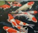 Фото в Домашние животные Рыбки продам карпов кои 30-55 см в Липецке 0