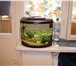 Фотография в Домашние животные Рыбки Аквариум акваэль реал,26л.,с рыбками (4 сомика в Москве 0