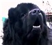 Фото в Домашние животные Вязка собак Кобель ньюфаундленда для вязок. Возраст 3 в Белгороде 0