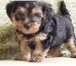 Продается щенок йоркширского терьера, Очаровательный мальчик, родился 02 мая 2010г, Зарегистрирова 64791  фото в Саранске