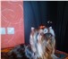 Фотография в Домашние животные Вязка собак Молодой красивый кобель йорка приглашает в Красноярске 3 000