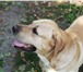 Изображение в Домашние животные Вязка собак Предлагаем для вязки лабрадора-ретривера в Липецке 10 000