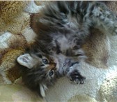Изображение в Домашние животные Отдам даром Отдам в заботливые, добрые руки котеночка в Ставрополе 1