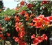 Фото в Домашние животные Растения Продаю декоративные кустарники:жасмин.гибискус в Сухой Лог 100