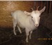Foto в Домашние животные Другие животные продам козочку и козлика 7 месячные (01.05.15) в Казани 5 000
