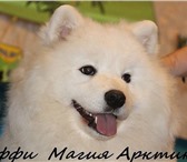 Щенок самоеда 2027806 Самоедская лайка фото в Хабаровске